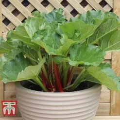 Rhubarb 'Sanvitos®' Duo -Plants Sale RHUBARB 21