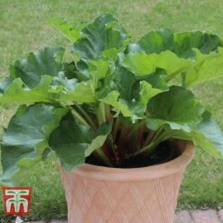 Rhubarb 'Sanvitos®' Duo -Plants Sale RHUBARB 32