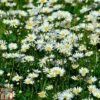 Roman Chamomile 2 Roman Chamomile -Plants Sale ROMA T82130 A