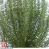 Rosemary 'Miss Jessop's Upright' -Plants Sale ROS TKA0951 A