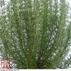 Rosemary 'Miss Jessop's Upright'