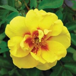 Rose 'Eye Of The Tiger' (Shrub Rose) -Plants Sale ROSE T62663 B h