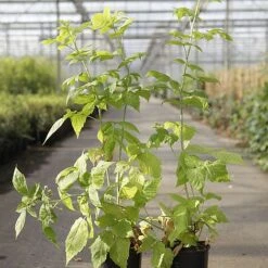 Raspberry 'Groovy' (Autumn Fruiting) -Plants Sale RUBU GROOVY S46078 NOW