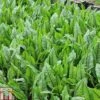 Rumex Sanguineus (Marginal Aquatic) -Plants Sale RUME T78425 A h