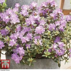 Rhododendron 'Summer Blues Collection' -Plants Sale Rhododendron Summer Blues Ramapo