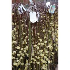 Salix Caprea 'Kilmarnock' 15 Salix Caprea 'Kilmarnock' -Plants Sale SALI T68515 A h