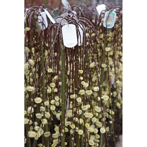 Salix Caprea 'Kilmarnock' 8 Salix Caprea 'Kilmarnock' - Image 6