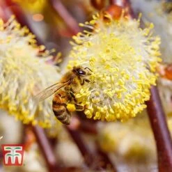 Salix Caprea 'Kilmarnock' 12 Salix Caprea 'Kilmarnock' -Plants Sale SALI T68515 E