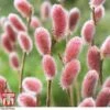 Salix Gracilistyla 'Mount Aso' 2 Salix Gracilistyla 'Mount Aso' -Plants Sale SALI TKA2997 A