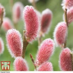 Salix Gracilistyla 'Mount Aso' -Plants Sale SALI TKA2997 B