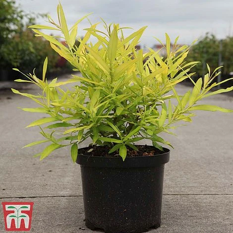 Salix Udensis 'Golden Sunshine' 4 Salix Udensis 'Golden Sunshine' - Image 2