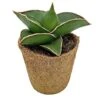 Samurai Dwarf Snake Plant - Rare Houseplant - 6cm Pot - Sansevieria Samurai -Plants Sale SAM
