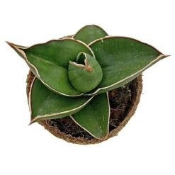 Samurai Dwarf Snake Plant - Rare Houseplant - 6cm Pot - Sansevieria Samurai -Plants Sale SAM 4
