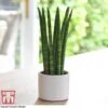 Sansevieria Cylindrica 'Straight'