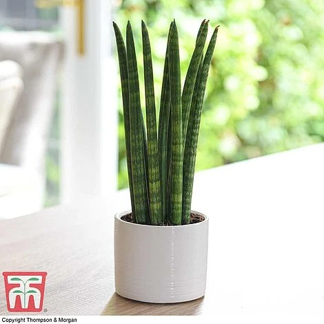 Sansevieria Cylindrica 'Straight' 3 Sansevieria Cylindrica 'Straight'