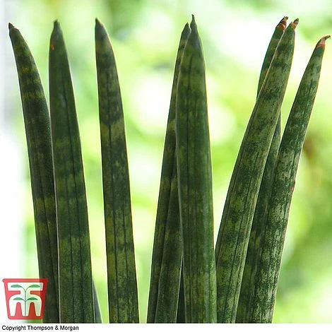 Sansevieria Cylindrica 'Straight' 4 Sansevieria Cylindrica 'Straight' - Image 2