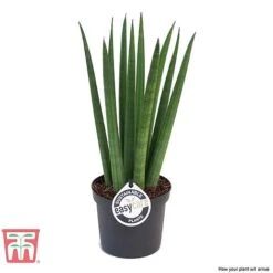 Sansevieria Cylindrica 'Straight' 8 Sansevieria Cylindrica 'Straight' -Plants Sale SANS KB1128 C