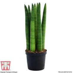 Sansevieria Cylindrica 'Straight' 9 Sansevieria Cylindrica 'Straight' -Plants Sale SANS KB1128 D