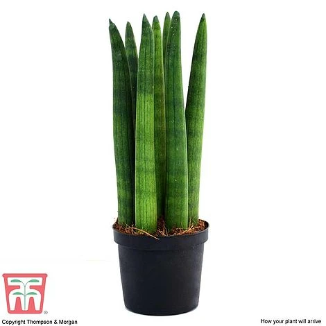 Sansevieria Cylindrica 'Straight' 6 Sansevieria Cylindrica 'Straight' - Image 4