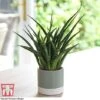 Sansevieria 'Fernwood' -Plants Sale SANSF KB1720 A