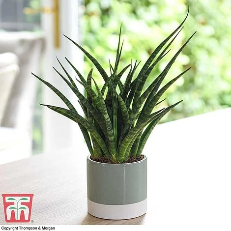 Sansevieria 'Fernwood' 3 Sansevieria 'Fernwood'