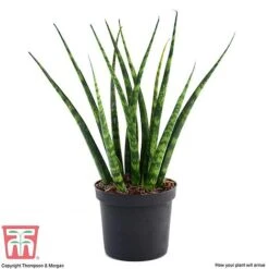 Sansevieria 'Fernwood' 9 Sansevieria 'Fernwood' -Plants Sale SANSF KB1720 B