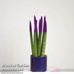 Sansevieria Cylindrica 'Straight' Carnival Colour -Plants Sale SANS COLCARNIV T38942