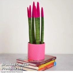 Sansevieria Cylindrica 'Straight' Carnival Colour -Plants Sale SANS COLCARNIV T38943