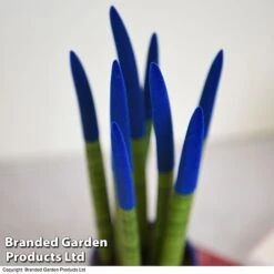 Sansevieria Cylindrica 'Straight' Carnival Colour -Plants Sale SANS COLCARNIV T38945