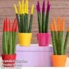 Sansevieria Cylindrica 'Straight' Carnival Colour -Plants Sale SANS CYLINDRIC W36998