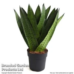 Sansevieria Zeylanica -Plants Sale SANS ZEYLA12CM T48483