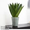 Sansevieria Zeylanica -Plants Sale SANS ZEYLANICA T48484