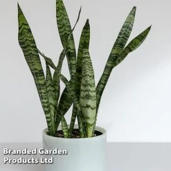 Sansevieria Zeylanica -Plants Sale SANS ZEYLANICA W45795