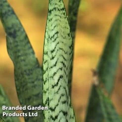 Sansevieria Zeylanica -Plants Sale SANS ZEYLANICA W45796