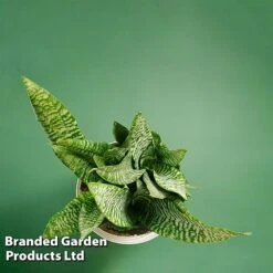 Sansevieria Zeylanica -Plants Sale SANS ZEYLANICA WKB9078