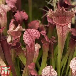 Sarracenia Leucophylla -Plants Sale SARR TKA2938 A