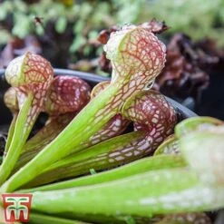 Sarracenia Leucophylla -Plants Sale SARR TKA2938 B