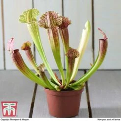Sarracenia Leucophylla -Plants Sale SARR TKA2938 E