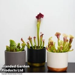 Sarracenia (Pitcher Plant) Mix -Plants Sale SARR MIXD T48851
