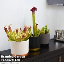 Sarracenia (Pitcher Plant) Mix -Plants Sale SARR MIXD T48853