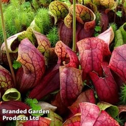 Sarracenia Purpurea Var. Montana -Plants Sale SARR MONTANA W46837