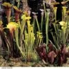 Sarracenia (Pitcher Plant) Mix 2 Sarracenia (Pitcher Plant) Mix -Plants Sale SARR NEWHYBMIX H26090