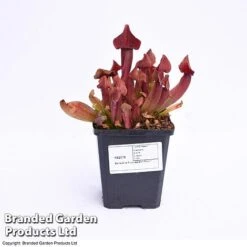 Sarracenia Purpurea -Plants Sale SARR PURPUR9CM T41631