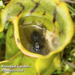 Sarracenia Purpurea -Plants Sale SARR PURPUREA W38122