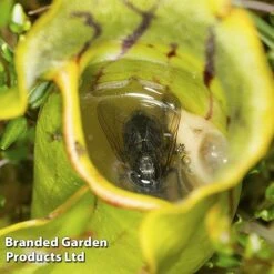 Sarracenia (Pitcher Plant) Mix -Plants Sale SARR PURPUREA W381221