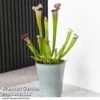 Sarracenia X Stevensii -Plants Sale SARR STEVENSII T49841