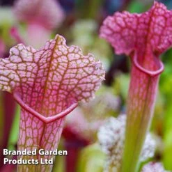 Sarracenia X Stevensii -Plants Sale SARR STEVENSII W46835