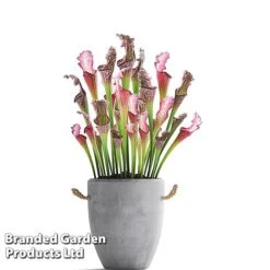 Sarracenia X Stevensii -Plants Sale SARR STEVENSII W48109