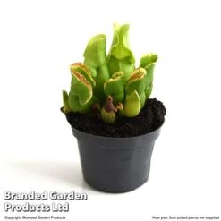 Sarracenia Purpurea Subsp. Venosa -Plants Sale SARR VENOSA9CM T48493