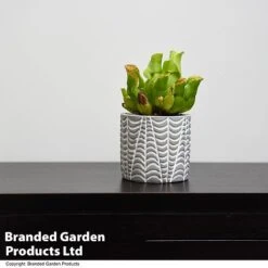 Sarracenia Purpurea Subsp. Venosa -Plants Sale SARR VENOSA T48494